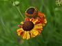 Helenium Loysder Wiek